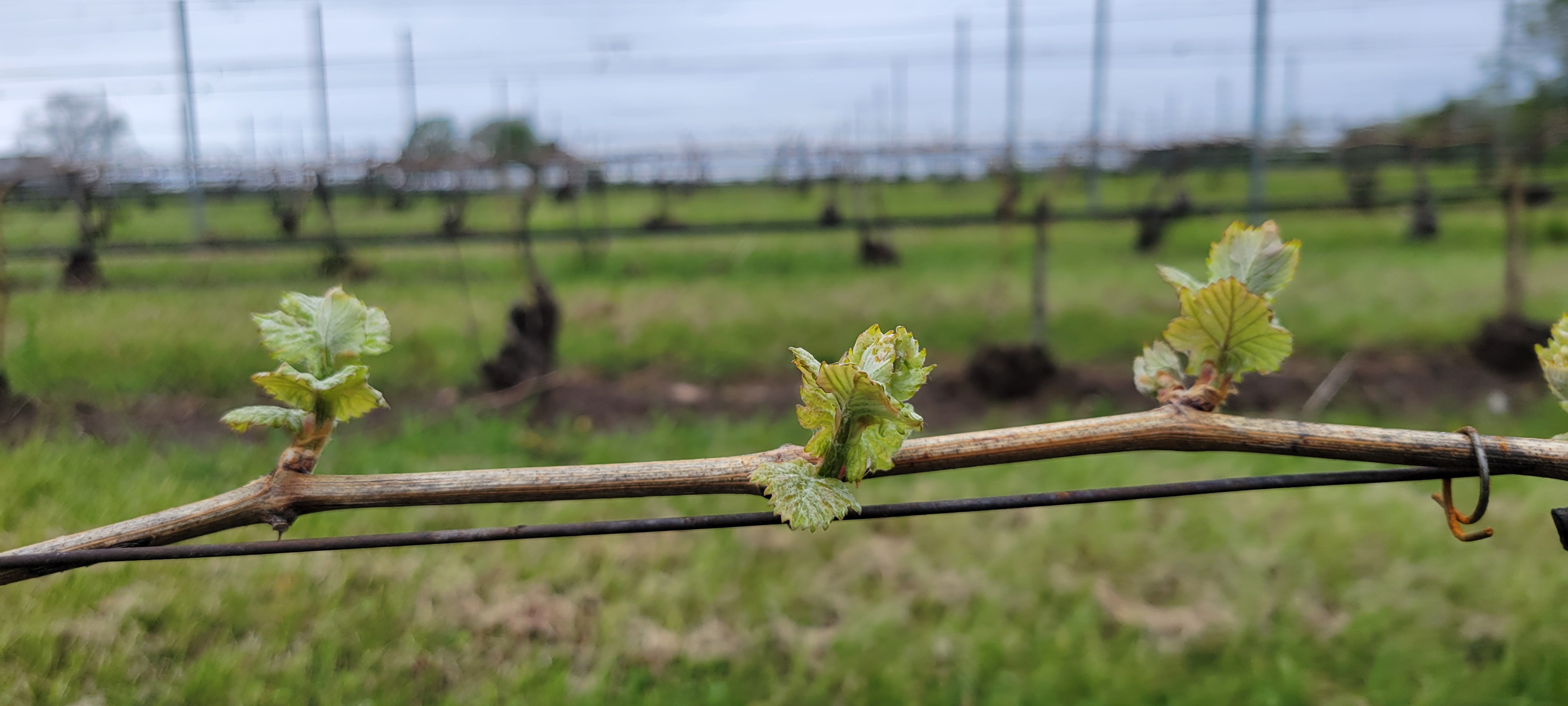 Closeup of a grape bud.
